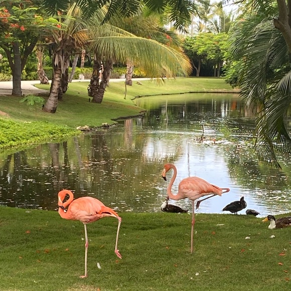 Meet your Posher, Samantha - Picture 4 of 4